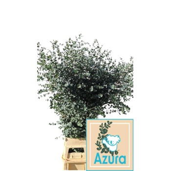 product/img.floraplaza.nl/126097-150-LIVE_fotos-0xC509A9683E1BB5312BACE531B8D7D0A71E1A7196.jpg