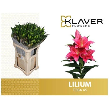 product/img.floraplaza.nl/126116-80-LIVE_fotos-0xABECF0F0CD298586B4CC6DD64F11AB0E3C1A92FB.jpg