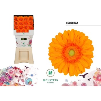 product/img.floraplaza.nl/126124-50-LIVE_fotos-0x8B43B3FCAEFD1B66F9A74CAEEFA19C5A0962C3F1.jpg