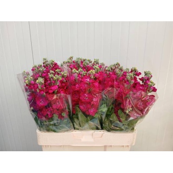 product/img.floraplaza.nl/126188-55-LIVE_fotos-0xEE695691AC370B948DCA8A0289AE0D916011B6BA.jpg