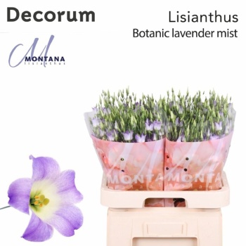 product/img.floraplaza.nl/126221-75-LIVE_fotos-0x90538839BBD94931FC270FA9BEAB13A82E3168E3.jpg