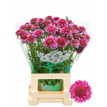 product/img.floraplaza.nl/126300-65-LIVE_fotos-0xB60F94BCB24D2CC17D0B77ECEE9E1A2599D000C9.jpg
