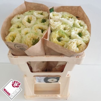 product/img.floraplaza.nl/126310-50-LIVE_fotos-0xF4D6E4C4EA0526B064A32CA085D2AFD048EDF775.jpg