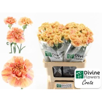 product/img.floraplaza.nl/126379-LIVE_fotos-0xB852AA8247117879B9D4BB4912BEF9DF64254408.jpg