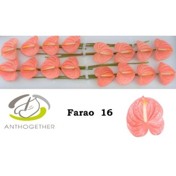 product/img.floraplaza.nl/126411-LIVE_fotos-0x7ECCE0096B09D61EBD66FD9ED817D17610D0C6C8.jpg