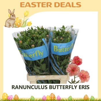 product/img.floraplaza.nl/126470-70-ASSORTI_fotos-Easterweek-Ranunculus Butterfly Eris.jpg