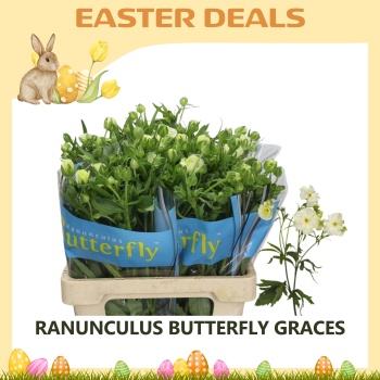 product/img.floraplaza.nl/126472-70-ASSORTI_fotos-Easterweek-Ranunculus Butterfly Graces.jpg