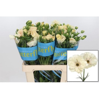 product/img.floraplaza.nl/126474-60-LIVE_fotos-0xCA218B9A52C494D62774D79D92D9C28BEA24155E.jpg