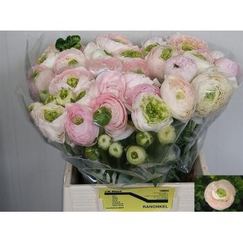 product/img.floraplaza.nl/126597-LIVE_fotos-0x7BF12F34E3916D70D07456D531CAE231D761D0C1.jpg