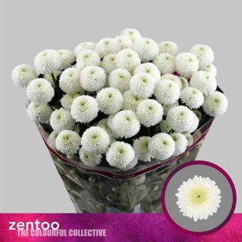 product/img.floraplaza.nl/126718-70-LIVE_fotos-0xDF77AEBB877BD2724CFE7A55E2DC2D3394294FA6.jpg