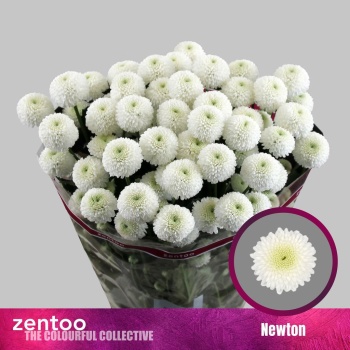 product/img.floraplaza.nl/126718-75-LIVE_fotos-0x1F1E129C1CA41783CB966DFC363FC0FFA8B05948.jpg