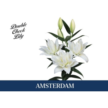 product/img.floraplaza.nl/126791-90-LIVE_fotos-0x8A0C9C8DD4486E5303D2ABB974B50102B406A32B.jpg