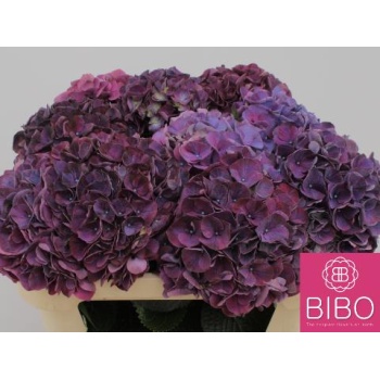 product/img.floraplaza.nl/126807-80-LIVE_fotos-0xE33AC1BF8B88C5C8A3BA36D3E4EB2ACB3EFC6CE7.jpg