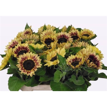 product/img.floraplaza.nl/126851-80-LIVE_fotos-0xE654C95C02E9E06EB8DA8DBF74F4A70DE029E9C7.jpg