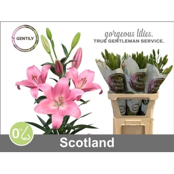product/img.floraplaza.nl/126976-90-LIVE_fotos-0xEDFC773460B14D579DB9FC3C69D98007122463CF.jpg