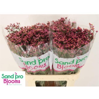 product/img.floraplaza.nl/126991-80-LIVE_fotos-0xCDC69D17A8F8FF4A1DF605E0EBD0AB5A3264D18F.jpg