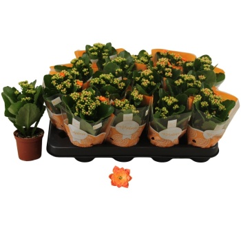 product/img.floraplaza.nl/126995-7-LIVE_fotos-0xD237BCD1B23D61061FE40D781A2F4655A5FA96E2.jpg