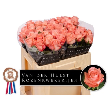 product/img.floraplaza.nl/127015-50-LIVE_fotos-0xF127BAB1105F325C1FC2F12A03469C466D8E4F75.jpg