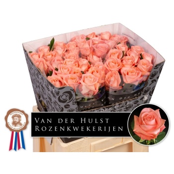 product/img.floraplaza.nl/127015-60-LIVE_fotos-0x1DC873EE46294A0750FF724052D74A3F7C3A011D.jpg