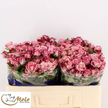 product/img.floraplaza.nl/127029-50-LIVE_fotos-0xF96AFD351B5EF2EDDC7B17E13112A360D2CED50A.jpg