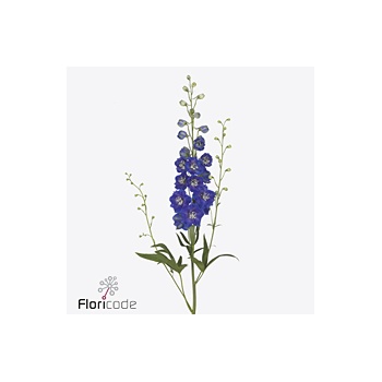 product/img.floraplaza.nl/127047-110-ART_fotos-VBN-vbn127047.jpg
