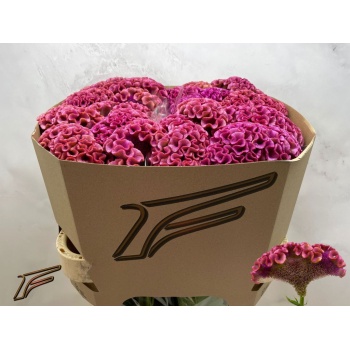 product/img.floraplaza.nl/127138-80-LIVE_fotos-0xBFD2AEE52B74EEBEA58B7C47F8ED39D18D84CD77.jpg