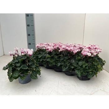 product/img.floraplaza.nl/127165-510-LIVE_fotos-0xE4CDFA7C16274862F4756E3C387EC1BBEF22712E.jpg