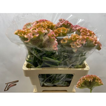 product/img.floraplaza.nl/127197-55-LIVE_fotos-0xAA21D31AE21513A7EBA03F167ABA63DE0223FAFD.jpg