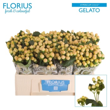 product/img.floraplaza.nl/127215-50-LIVE_fotos-0xB49DE6E4E2EDD5FBBB636B3A963183602336383F.jpg