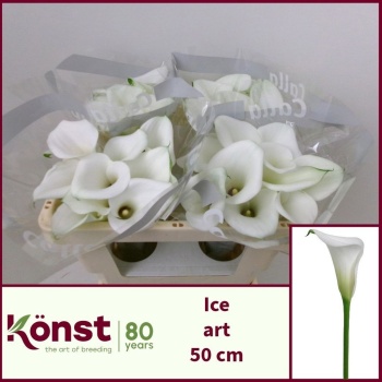 product/img.floraplaza.nl/127223-50-LIVE_fotos-0xC2A24DDBA3374D3655E59B5B5CD76A6C9EA1AB15.jpg