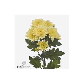 product/img.floraplaza.nl/127235-70-ART_Fotos-VBN-vbn127235.jpg