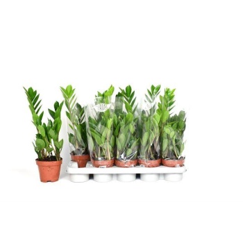 product/img.floraplaza.nl/12726-12-LIVE_fotos-0xD9FA231579B0D78F6B2761BB3F4824325D23A93C.jpg