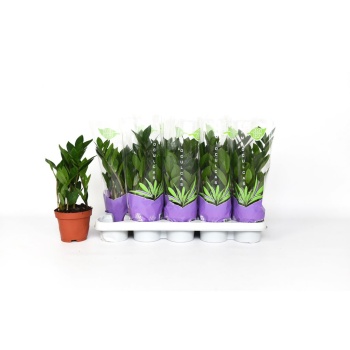 product/img.floraplaza.nl/12726-12-LIVE_fotos-0xE6B1D2640122DE8C0C9E23A3BDFAE0728EFFDB58.jpg