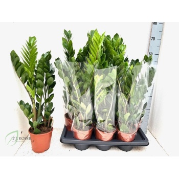 product/img.floraplaza.nl/12726-14-LIVE_fotos-0xB50A78B17D4C8C182E58D797C74090A38B1B838D.jpg