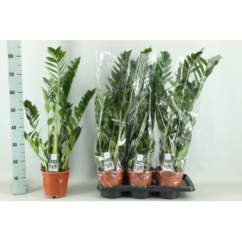 product/img.floraplaza.nl/12726-17-LIVE_fotos-0x5AC0BBA57ABF520B829AC1C4D96436A94BAD2537.jpg
