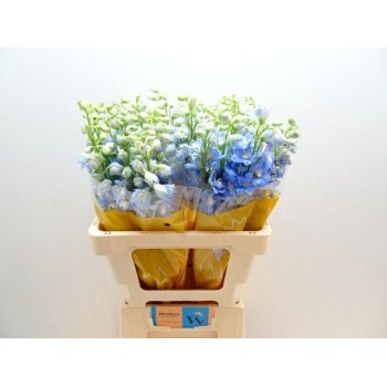 product/img.floraplaza.nl/127311-60-LIVE_fotos-0xD18083B1303E8DE9C4ADE82E46FF1C19633D39E2.jpg