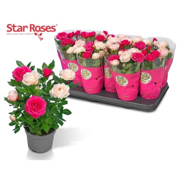 product/img.floraplaza.nl/127358-510-LIVE_fotos-0x79D9E4D6ADBD0D69DB50181F7A245737CDB85333.jpg