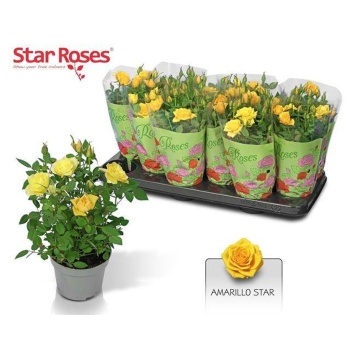 product/img.floraplaza.nl/127359-510-LIVE_fotos-0xB2A85F11CDAFBCEB568D4C8F7DD49EE033FC1573.jpg