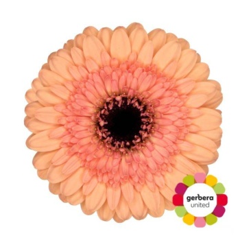 product/img.floraplaza.nl/127434-50-LIVE_fotos-0x62A645DD6FDA8F32A2358E4EAFDC992EC69B769F.jpg