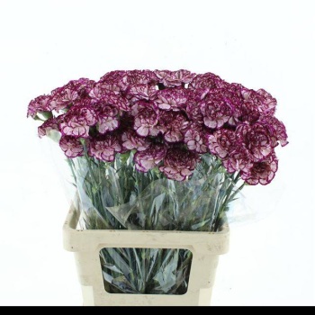 product/img.floraplaza.nl/127450-60-LIVE_fotos-0xA93F4023A502D1CAEB6837BFF20EACF5D046CA49.jpg