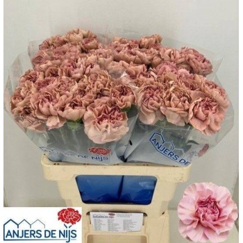 product/img.floraplaza.nl/127453-LIVE_fotos-0xA13CB53477BE0B18DF17B9C65DFF00EAE37F3AA4.jpg