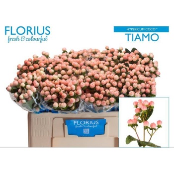 product/img.floraplaza.nl/127474-50-LIVE_fotos-0xA007BA335B7D3CC08531E4709651FE5AC1F92FCF.jpg