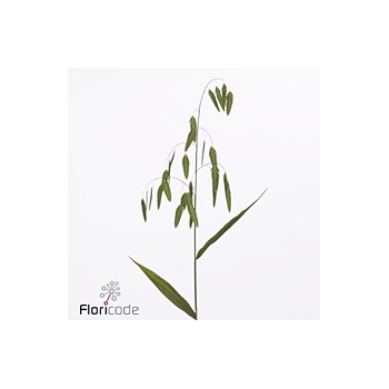 product/img.floraplaza.nl/127480-80-ART_fotos-VBN-vbn127480.jpg