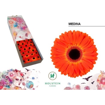 product/img.floraplaza.nl/127499-45-LIVE_fotos-0xE4CEEA01B88BED186779B65D08A90A2D3CAF1943.jpg