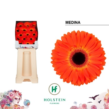 product/img.floraplaza.nl/127499-50-LIVE_fotos-0xC0550049F0C954206859BA8B97DF4E0E4ED0B5C3.jpg