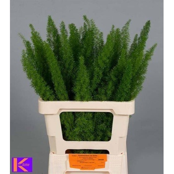 product/img.floraplaza.nl/1275-60-LIVE_fotos-0xB563B76D914D087833C917F79490D025CEF4A942.jpg