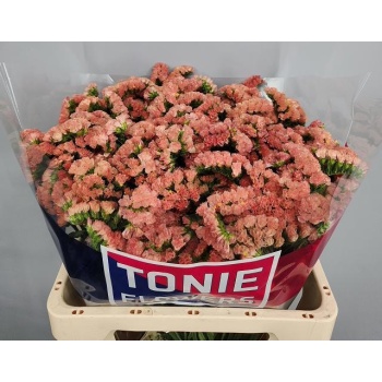 product/img.floraplaza.nl/127524-60-LIVE_fotos-0x31DC6C1EA33EE3815F1FCB7B9FD769A1FC6A71D0.jpg