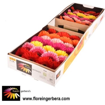 product/img.floraplaza.nl/12781-45-LIVE_fotos-0x320B4164FEA5DDE8B1A1C89CBCF51D7725D4BDEA.jpg