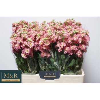 product/img.floraplaza.nl/127952-50-LIVE_fotos-0xFDBC5BF14E41181D3B584324B73BE5BA1AA065D4.jpg