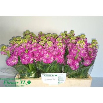 product/img.floraplaza.nl/127954-55-LIVE_fotos-0xEE98A754ACA7F2C5F9D1540713FF61126248A98F.jpg